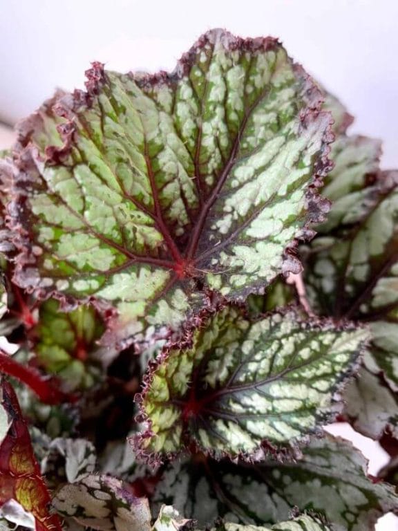 Rex Begonia Care