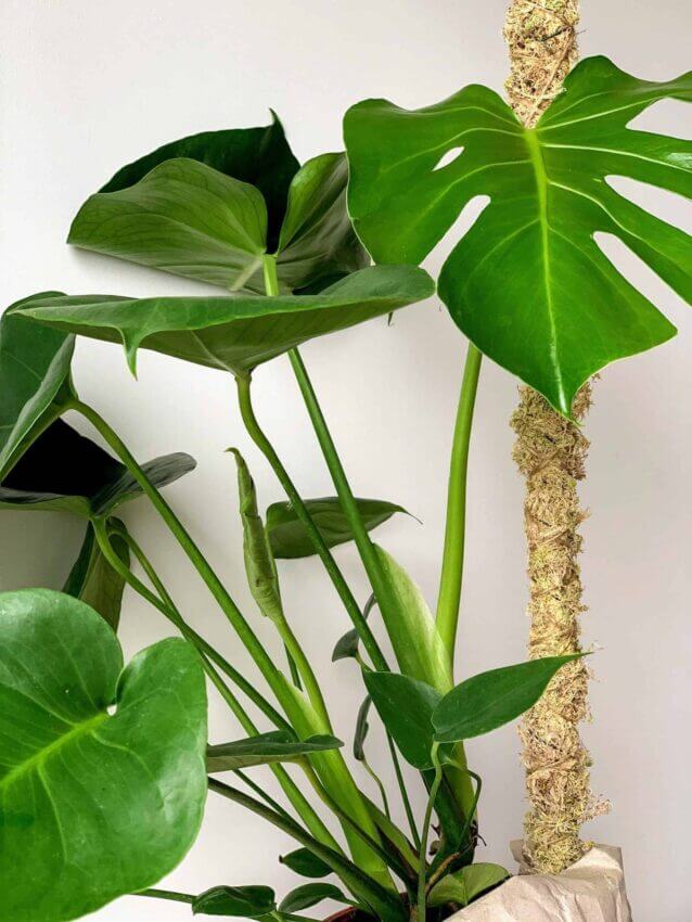 A plant care guide for monstera, pothos, philodendron and more : Life Kit :  NPR