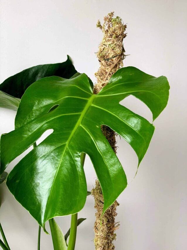 Monstera Spruceana - growing in 4” pot - juvenile - needs to attach to a pole- single vine - size varies orders - 3 or more leaves