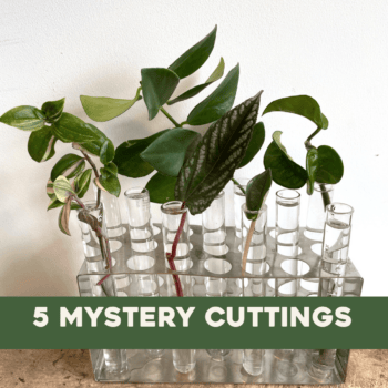 Mystery Cuttings Box – 5 cuttings Cuttings cuttings