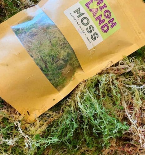 Bag fresh sphagnum moss in classic green/brown - 100g