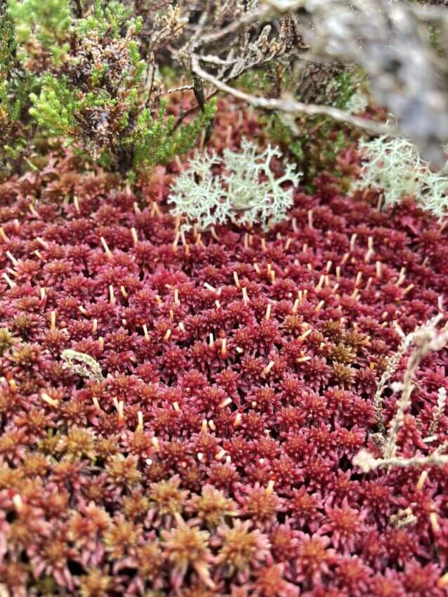 Pure Sphagnum Moss for Plants: Why it's Not the Perfect Option