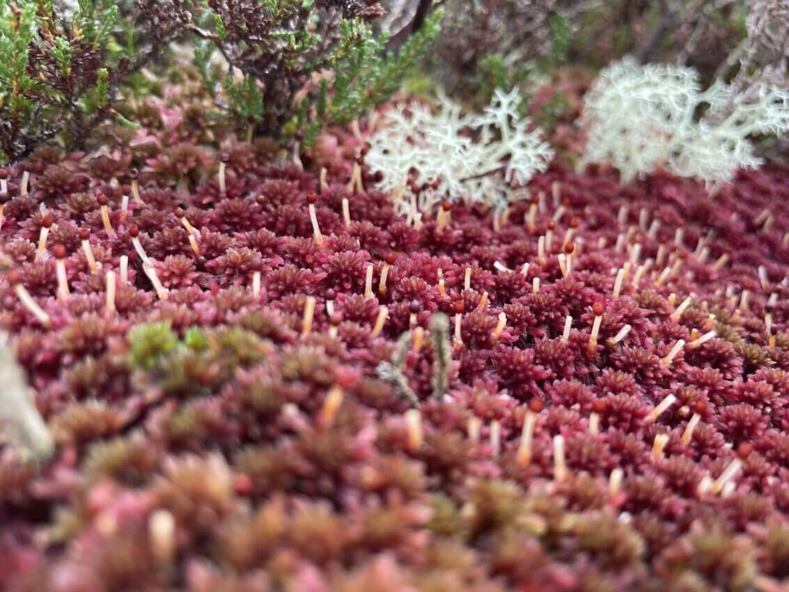What is making this Sphagnum Moss turn pink? It hasn't rained in awhile;  could that be it? : r/botany