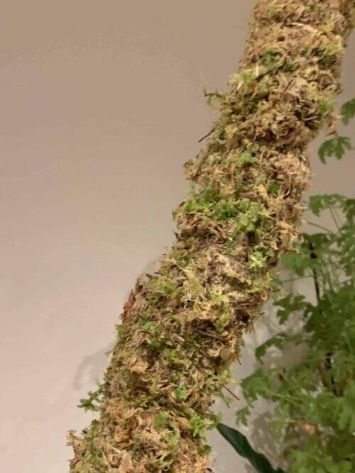 MINI Natural Moss pole 30cm - Green/Brown
