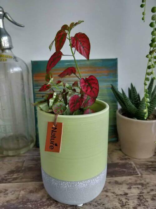 Tall green planter for pots up to 10cm