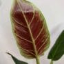 Philodendron Subhastatum in 15cm pot