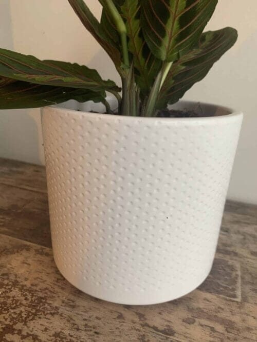 White planter with subtle dot design for up to 12cm pots
