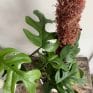 Monstera Minima 14cm pot alone or with moss pole - Plant plus Moss Pole