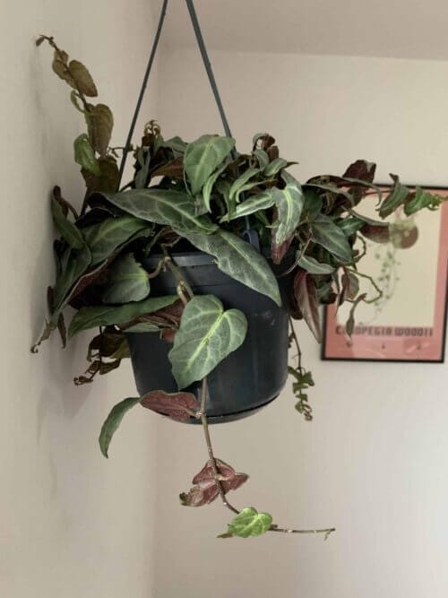 Amazon Jungle Vine in 15cm Hanging Pot | Parthenocissus Amazonica