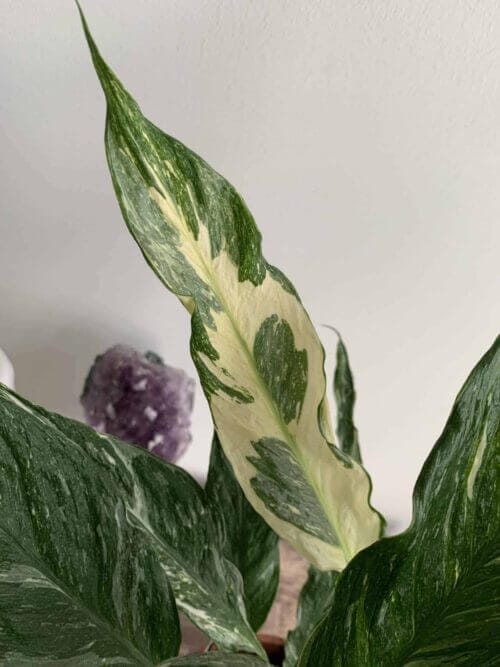 Spathiphyllum Diamond - Variegated Peace Lily - 14cm pot