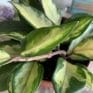 Hoya Carnosa Tricolor in 12cm pot