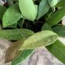 Hoya Memoria | houseplant in 12cm pot | Vigorous vining wax plant