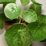 Variegated Pilea peperomioides Mojito 12cm pot | 20-25cm height