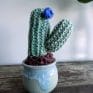 Knitted Cactus - 'Wee Blue'