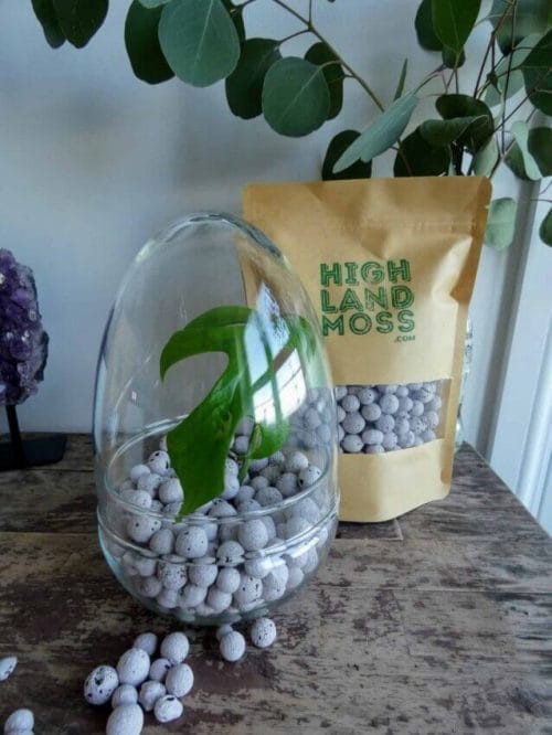 Glass Egg Cloche | Dome Jar | Growing Environment and Display