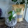 Glass Egg Cloche | Dome Jar | Growing Environment and Display