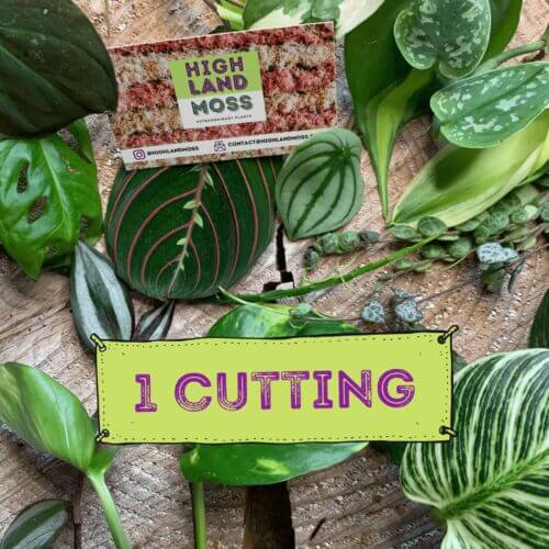 Single Mystery Cutting Box - 1 cutting from a range of beautiful plants