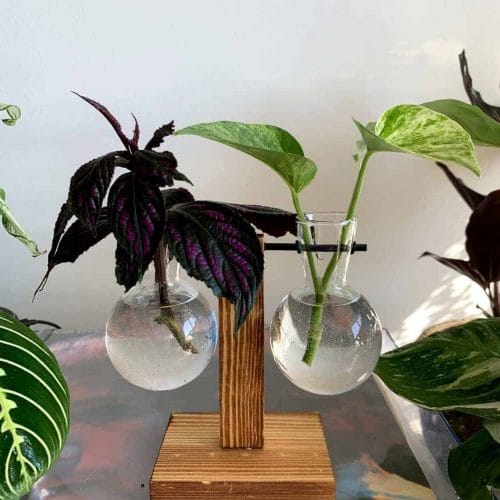 Propagation station | Hydroponic glass vase with wooden stand for cuttings