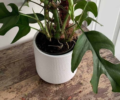 White planter with subtle dot design for up to 14cm pots Plant Accessories 14cm planter 3