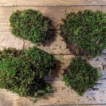 Fresh live cushion bun moss | Great for terrariums Fresh Moss bun moss