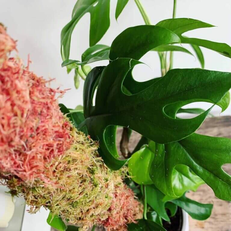 Moss Pole Care Guide