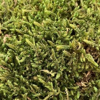 Preserved Green Carpet Sheet Moss Preserved Moss carpet moss
