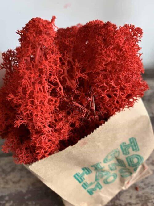Preserved Reindeer Moss - Red - 25g