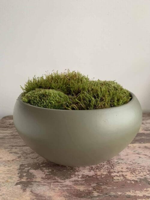 Live Moss Bowl | Green Bun & Carpet Moss | 21cm green bowl