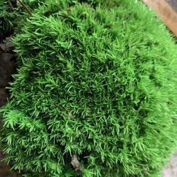 Preserved Green Cushion Bun Moss 10cm x 15cm Made with Moss bun moss 2