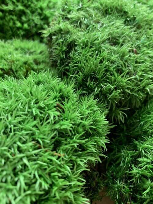 Preserved Green Cushion Bun Moss