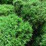Preserved Green Cushion Bun Moss