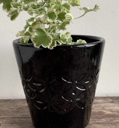 Black Planter for 10cm pots