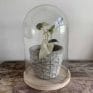 Cloche Dome Bell Jar on Wooden Base | 24cm x 15cm