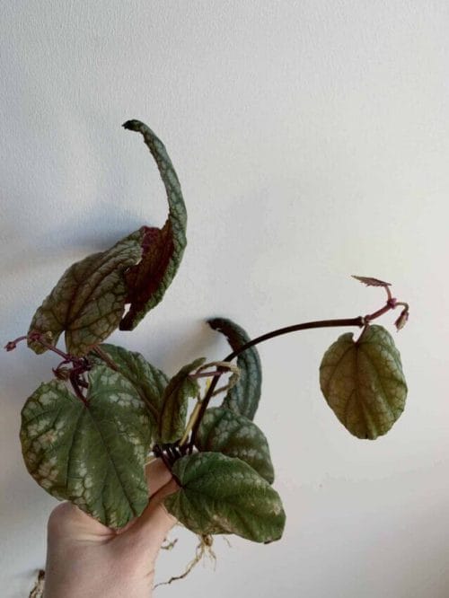 Cissus Discolor ROOTED Cuttings | Rex begonia vine
