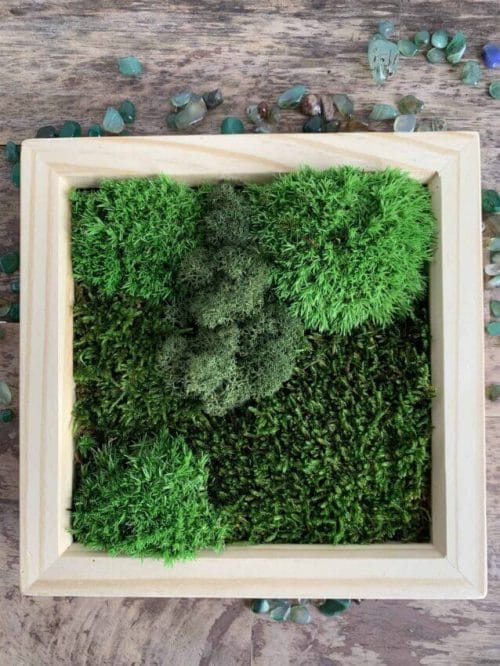 Moss Garden - Natural Wood Frame -  7.5" x 7.5"