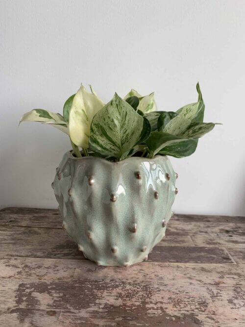 Amarillo Green Planter for up to 12cm pots