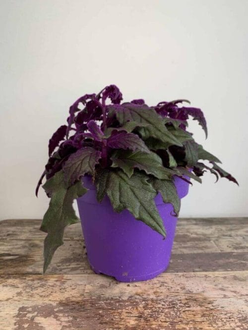 Purple passion Gynura Aurantiaca 15cm