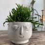 Rhipsalis Coral or Baccifera in 6cm wee head pot | Chain Cactus - Coral