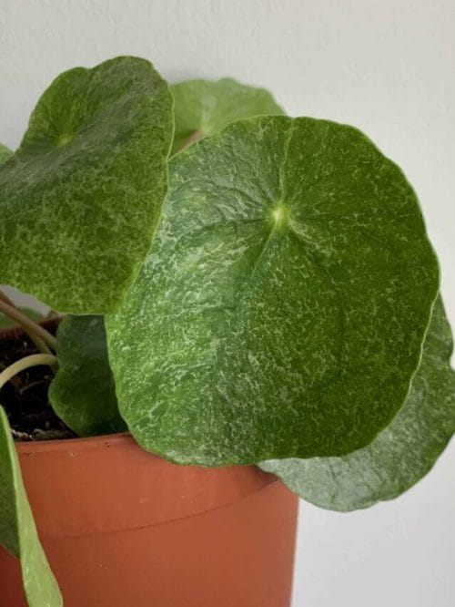 Pilea Sugar in 13cm pot | Very unusual and rare variant of Chinese Money Plant