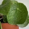 Pilea Sugar in 13cm pot | Very unusual and rare variant of Chinese Money Plant