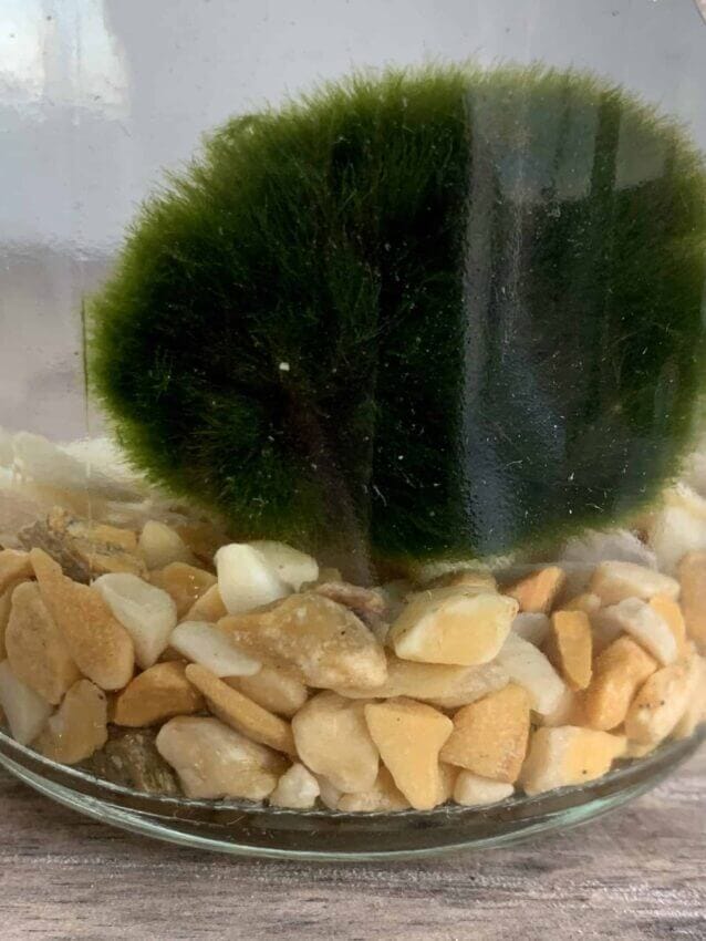 Marimo Moss Ball in a Little Bottle 12cm Tall - Highland Moss