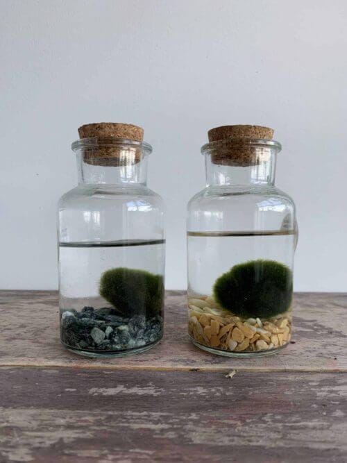 Glass bottle - Mason jar