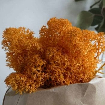 Preserved Reindeer Moss – Autumn Orange Made with Moss grey 2