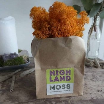 Preserved Reindeer Moss – Autumn Orange Made with Moss Green