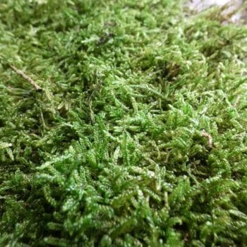 Preserved Green Carpet Sheet Moss Preserved Moss carpet moss 2