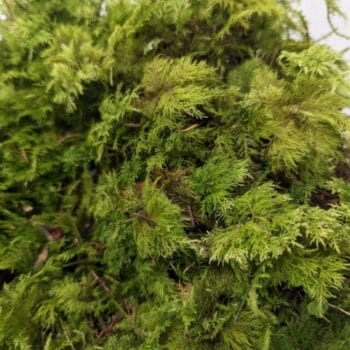 Fresh Live Feather Moss – Green and Versatile Fresh Moss fresh moss 2
