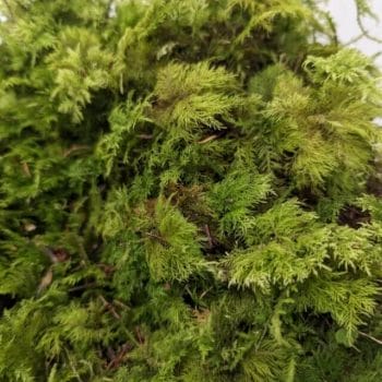 Fresh Live Feather Moss – Green and Versatile Fresh Moss fresh moss 3