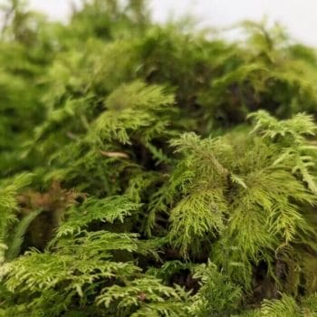 Fresh Live Feather Moss – Green and Versatile Fresh Moss fresh moss 2
