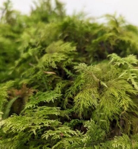 fresh live feather moss 25g
