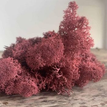 Preserved Reindeer Moss – Bordeaux Made with Moss plant decoration